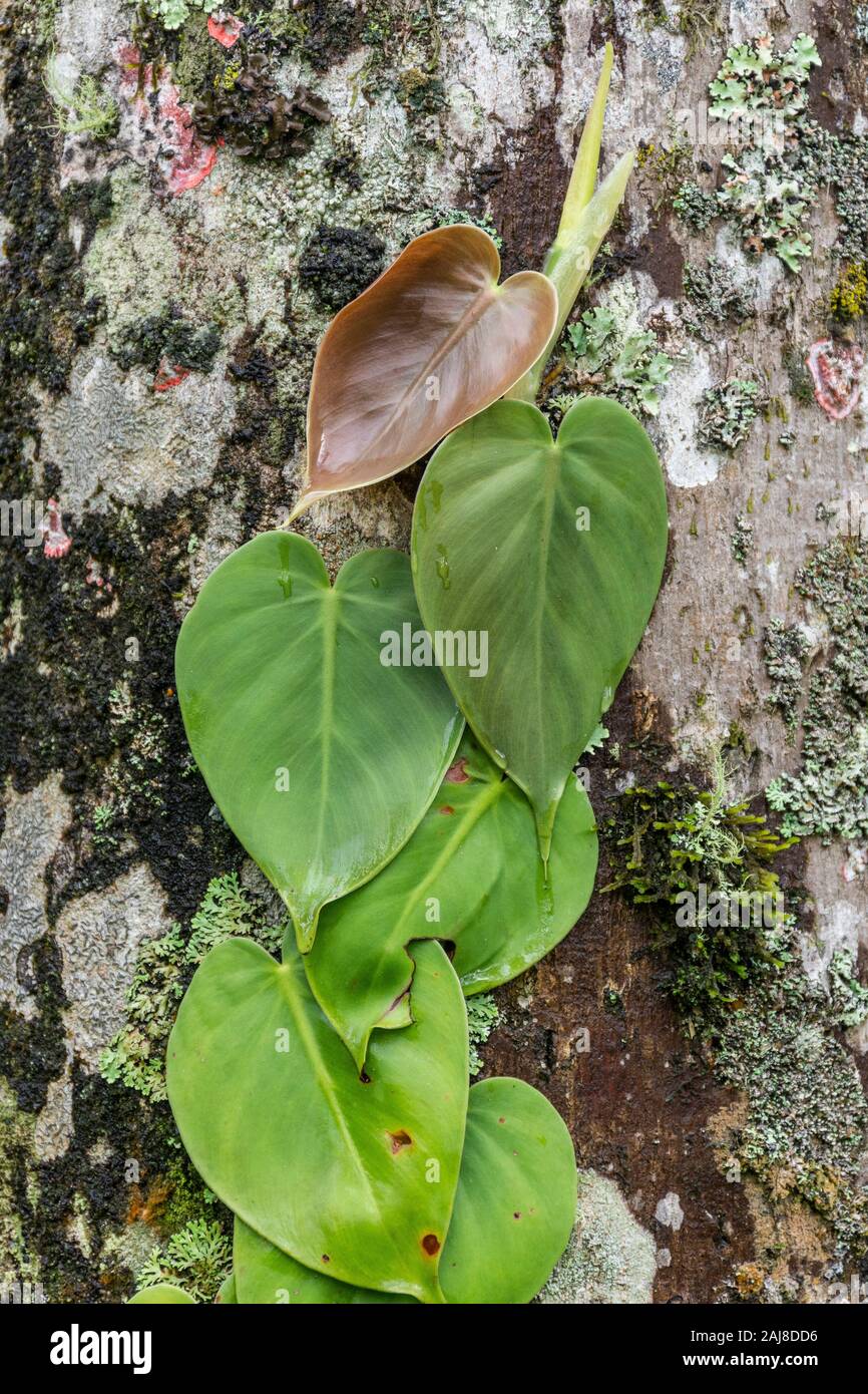 Rainforest creepers hires stock photography and images Alamy