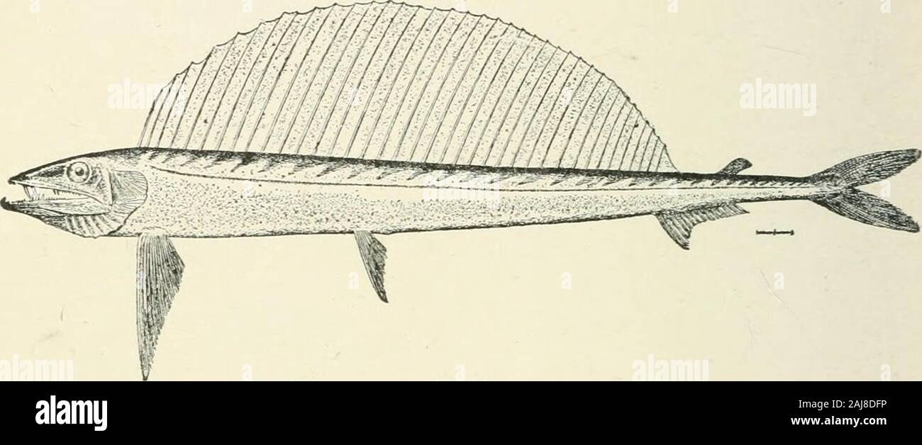 A treatise on zoology . us, Lowe (Fig. 391) ; Atlantic and Pacific. Family Cetojiimidae. Deep-sea fish, whose affinities are very uncer-tain, with a huge mouth, small teeth, and no scales. Cetomimus has lostthe pelvic fins, and has very small eyes. Cetomimus, G. and B. (Fig. 392); Eondeletia, G. and B. Sub-Tribe C. The maxillae are excluded from the margin of themouth, which usually has a small gape, with the suspensorium producedforwards ; and the centra have well-developed parapophyses. Withoutan adipose fin. Family Kneriidae. With toothless non-protractile jaws, smallscales, ojiercular memb Stock Photo