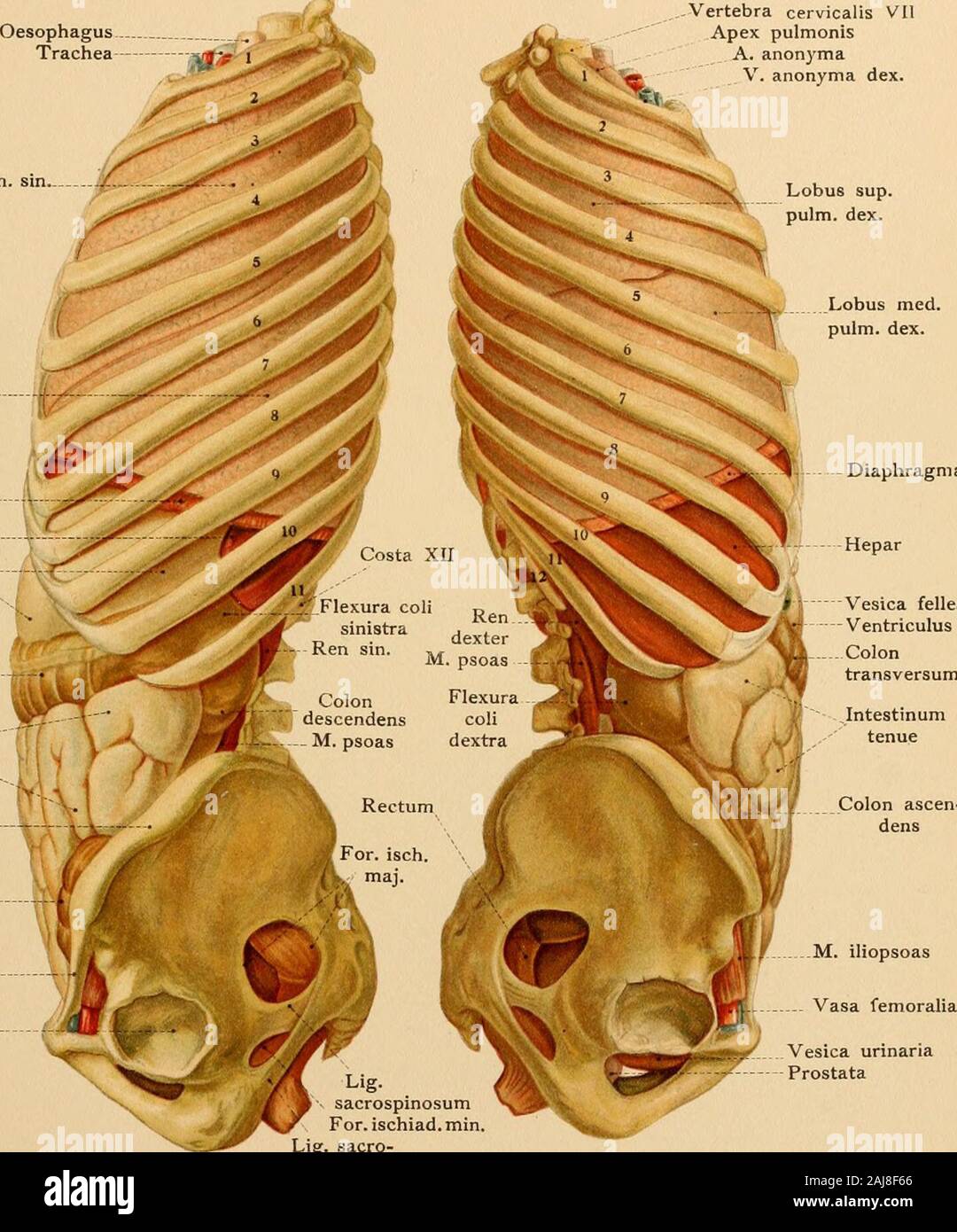 Atlas and text-book of topographic and applied anatomy . Transverse colon ::^r i / ominal m anul 1 — &lt; the tendinous iiinal wall,abdominal wall may al:   inch of the external iliac ,  smj, „.,, ., :u.- lumborum from oiin of the I -sjubcuta :. or epigastri • 1 .  m^lAl^CI [ bdomind •«  (which ai , 2 ii.n • .-?) f . m ,.,,,,t W !yh run / rins behind th&lt;/gin to the Vi I  nor abdomin; I Y hrou^h the  ? ^ / tomach, of th n, and of the n from the ve: I d from the infi / . mxnKal ^niiQin ns of numerous a  Tab. 13. Diaphragma. Lobus sup. pulm. sin Lobus inf. pulm Diaphragma X Lien Stock Photo