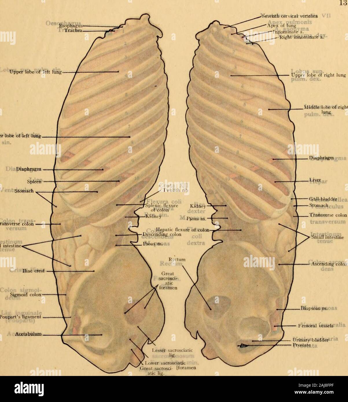 Atlas and text-book of topographic and applied anatomy . the anterior abdominal wall, since the blood from the inferior vena cavatries to reach the superior vena cava through the dilated superficial epigastric veins. The superficial veins of the abdominal wall form a subcutaneous venous plexus which com-municates with the area drained by the deep epigastric veins by means of numerous anastomosespassing through the abdominal wall (Fig. 55). These anastomoses are also directly con-nected with the portal vein, on the inferior surface of the liver, by four or five smallparumbilical veins (accessor Stock Photo