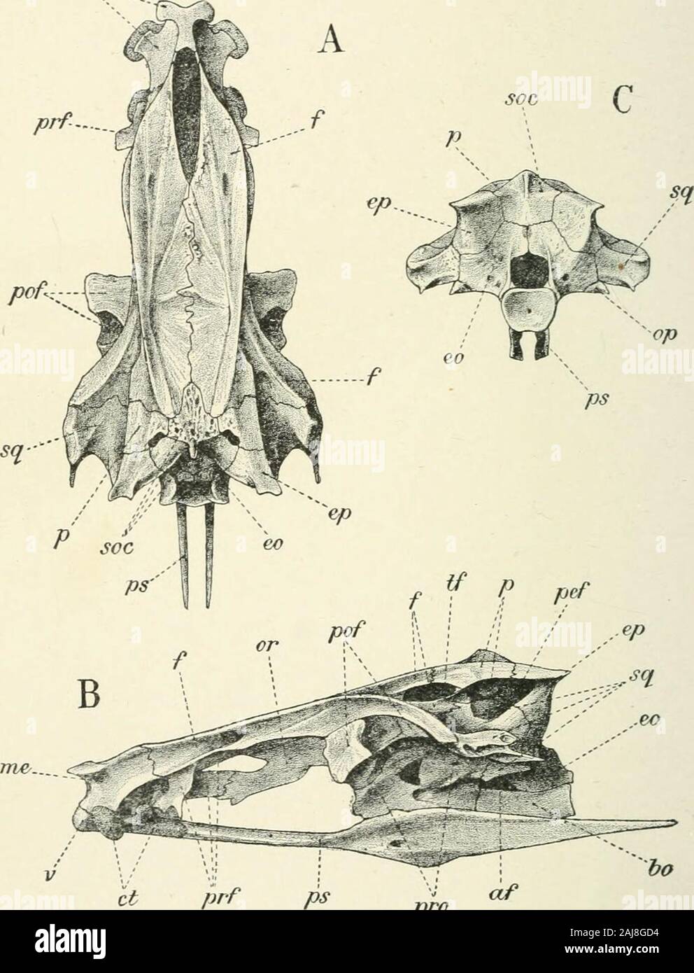 A treatise on zoology . n Chanos ; and of pelvic lepidotrichia from eleven to six. Thehypural bones remain simple. There is a remarkable development ofintermuscular bones, epineurals, epipleurals, and adpleurals ; and usuallythe pleural ribs are joined below by a series of median V-shaped scalesso as to form complete hoops ; similar dorsal ridge scales may be present.The coracoids join to a ventral keel ; and the postclavicle is quitepeculiar in that it overlaps outside the clavicle. Caecal prolongations of the air-bladder rest against the auditoryfenestra, and the pneumatic duct opens into th Stock Photo