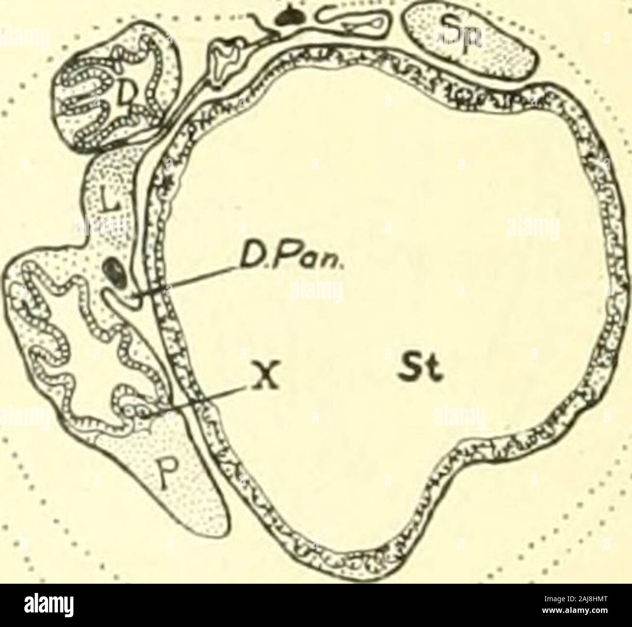 The American journal of anatomy . 7C Fig. 7 A series of transverse sections in the region of the liver. A, embryoof 13.5 mm. X 20; B, embryo of 20 mm. X 15; C, embryo of 35 mm. X 10;G.b., gall-bladder; L, liver; P., pancreas; Sp., spleen; St., stomach; x, ostiaof ductus choledochus into gut. At level of an-terior end ofliver About midwaybetween firstand 1 hirddrawing Anterior end ofgall bladder Level ofattach-ment ofcysticduct to Level of osti-um of ductuscholedochus A 13.5 - - Fig. 9 Fig. 8 Fig. 10Fig. 11Fig. 12 gallbladder B 20 ^^ C 3) 1^ 224 DEVELOPMENT OF LIVER AND PANCREAS 225 movement. T Stock Photo