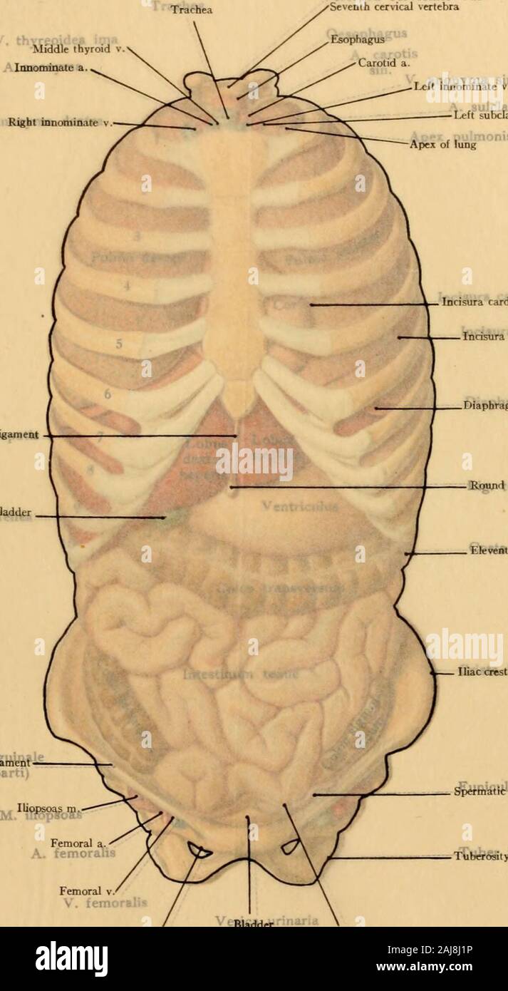 Atlas and text-book of topographic and applied anatomy . the