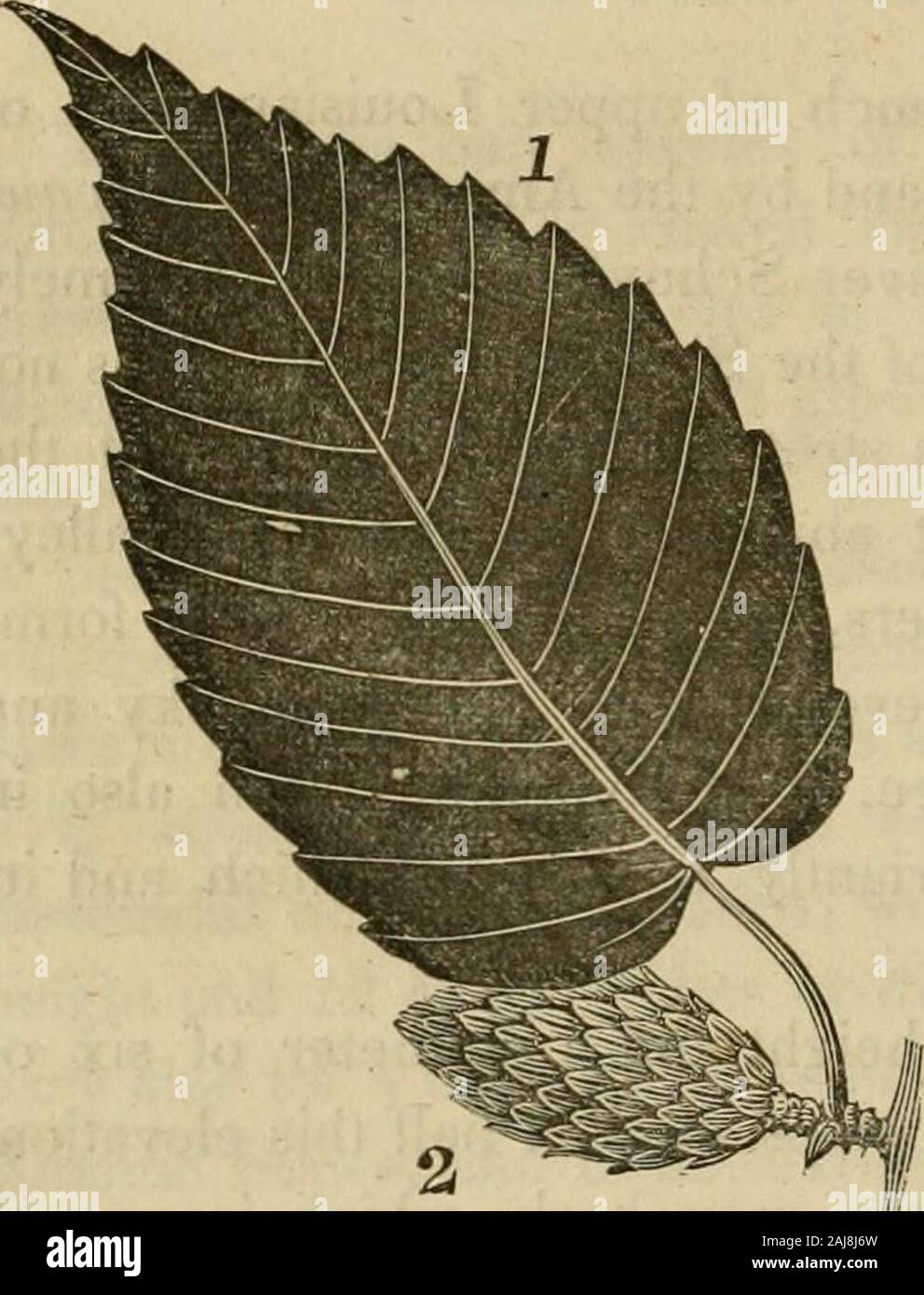 The sylva americana; or, A description of the forest trees indigenous to the United States, practically and botanically considered . herry Birchm Connecticut,Massachusetts, and furthernorth. In Canada it is uni-versally called Cherry Birch.It grows in Nova Scotia, inthe state of Maine, NewHampshire, Vermont, though more rarely than the yellow birch.It abounds in the Middle States, particularly in New York,Pennsylvania and Maryland ; farther south it is confined to thesummit of the AUeghanies, on which it is found to their termina-tion in Georgia, and to the steep and shady banks of the riversw Stock Photo