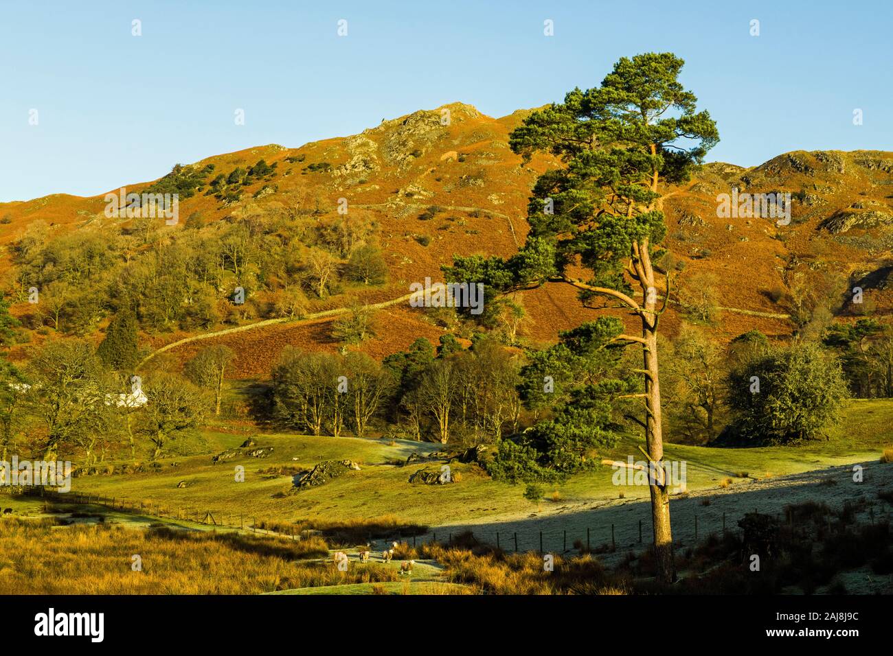 Loughrigg Fell in the Lake District National Park in winter on a sunny December day Stock Photo