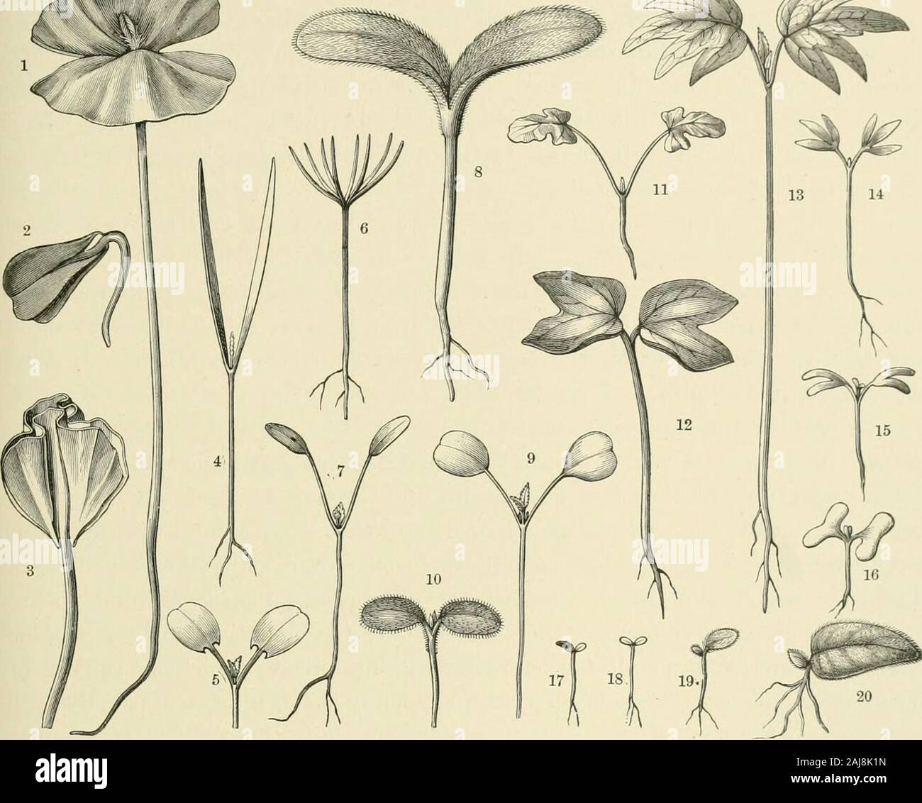 The Natural History Of Plants Their Forms Growth Reproduction And Distribution Ed The Cotyle Dons Throw Off The Seed Coat Unaided But This Is Not Always The Case In Manyinstances Their Apices Remain The Natural History Of Plants Their Forms Growth Reproduction And Distribution Ed The Cotyle Dons Throw Off The Seed Coat Unaided But This Is Not Always The Case In Manyinstances Their Apices Remain