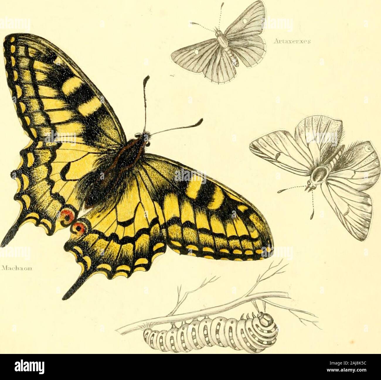 The Animal Kingdom Arranged After Its Organization Forming A Natural History Of Animals And An Introduction To Comparative Anatomy Vail Uj No F 1 Lepidoptera 605 Pillars Or Chrysalides Pass The Winter