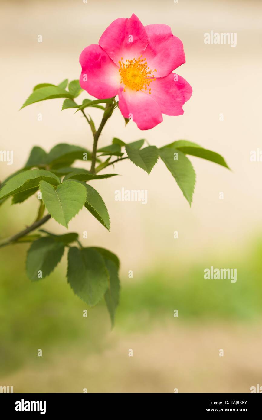 Deep pink, lighter reverse, white center. Strong fragrance. 5 to 7 petals. Large, single (4-8 petals), flat bloom form. Once-blooming spring or summer Stock Photo