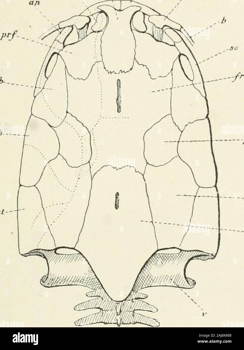 A treatise on zoology . .or2, neural arch of secondvertebra ; op, opercular ; p.f.sp, pectoral-fin spine ; pi, lateral iDony plate ; pmx, preraaxilla ;ptf, postfrontal; pst, post-temporal; pts, pterotic; r, dorsal radial; s, first dorsal spine?; soc,supraoccipital plate ; sp 2 and 3, second and third spines ; v*, fourth vertebra fixed to anterior^?ertebrae. Australia. Chiidoglanis, GtluBlgr.—Africa. Sub-Family Silurinae.and Tertiary. Saccohranchxis.Pseudeutropiu!^, Bl. ; Asia, andCuv.—Africi. Eumeda, Cost. Sub-Family Bagrinae.Pliocene. Ariui^, C. and V.;Asia, America ; Miocene, NN. America. JJ Stock Photo