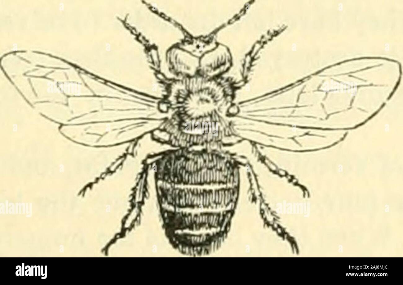 The animal kingdom, arranged after its organization : forming a natural history of animals, and an introduction to comparative anatomy . ated kind of honey, which exudes from between thesegments of the abdomen ; several females live on good terms together in the same nest; the females are far lessproductive than the queen of the hive. [The species are very numerous. Types, Apis muscorttm, Linn., the Moss-carder Humble Bee]; Apis lapidaria [the Lapidary Humble Bee, which builds amongst stones, but also uses moss];and A. tcrrestris, [which builds in the ground without using moss. The females of Stock Photo
