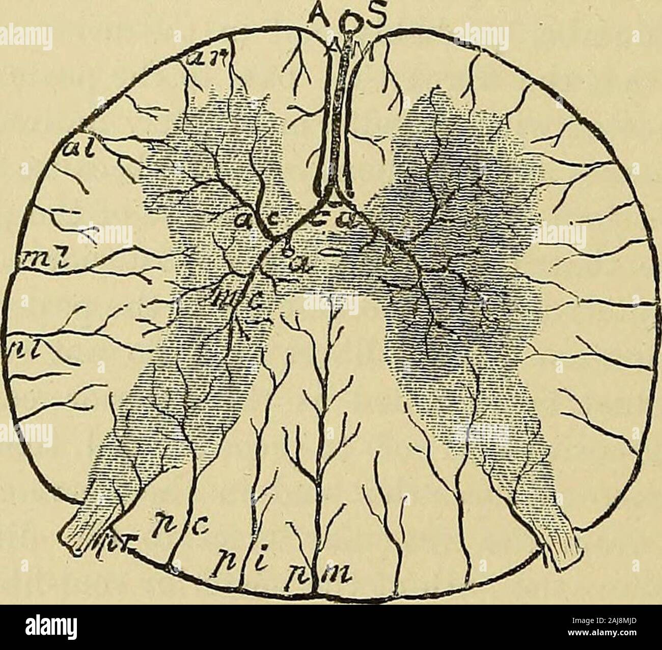 A manual of diseases of the nervous system . p i, post-intermediate ; jo c, ^ vertical Continuity of posieiior coriinal;^ r, posterior radicular; ^ ^, anastomOSeS within theml, a I, regions of the posterior, middle, and ^ n 4-u i- f -t-l. anterior lateralbranches; a r, anterior radicular. COrO, llKe tnat Ot tne In tlie right half of the figure the more deeply anterior spinal artery shaded part indicates the region supplied by the outside the COrd.central arteries. * The peripheral arteriespass inwards from the surface. A posterior medial artery courses in themedian septum, giving branches to e Stock Photo