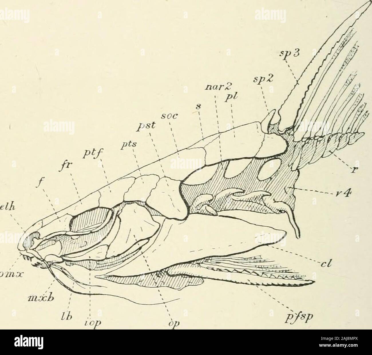 A treatise on zoology . Fig. 305. Auchenoglanis hiscutatis, Geottr. A, ventralview of the pectoral girdle and left pectoral fin.LJ, ventral view of the pelvic girdle and leftpelvic fin. dt, eleithrnm ; eo, coracoid ; msc,mesocoracoid ; jj, pelvic bone ; pf, pelvic lepido-trichia ; s/), pectoral spine or first lepidotrich. 38o TELEOSTEI cavity below the trunk-muscles and acts as a lung (Fig. 369)(Burne [75]). Sub-Family Diplomystacix^. In which tlie maxilla is still toothed,and of considerable size. Diplomystax {Diplomystes), Dum. ; Chile. Sub-Family Clariinae. Clarias, Gron.; Heterobranclms, S Stock Photo