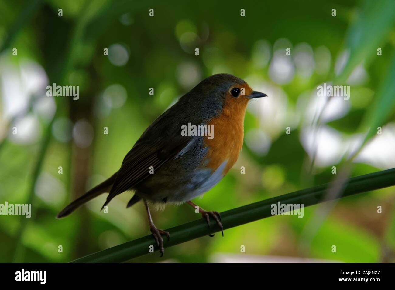 The European robin (Erithacus rubecula), known simply as the robin or robin redbreast in the British Isles, is a small insectivorous passerine bird. Stock Photo