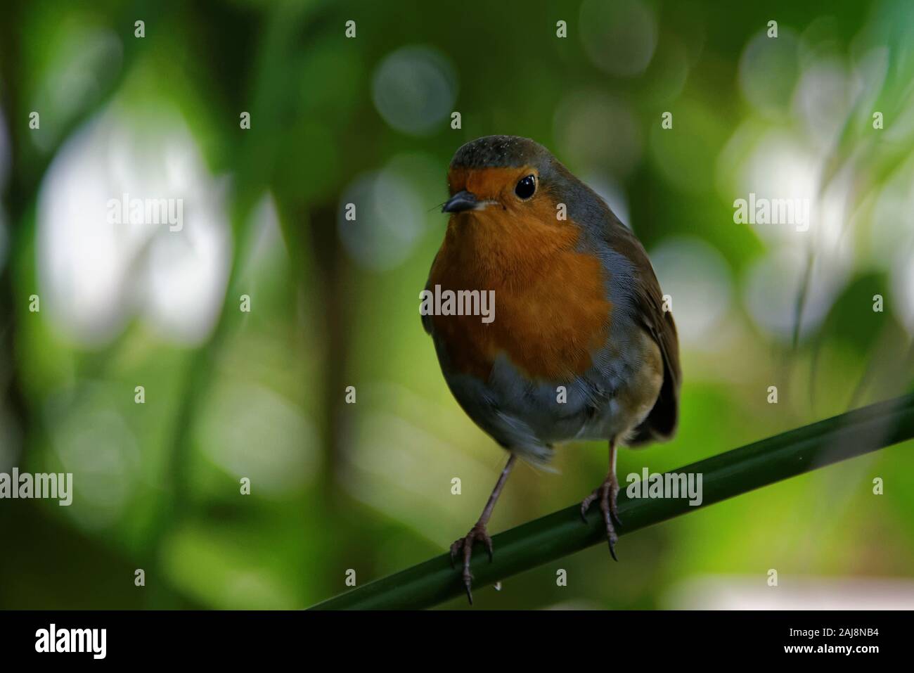 The European robin (Erithacus rubecula), known simply as the robin or robin redbreast in the British Isles, is a small insectivorous passerine bird. Stock Photo