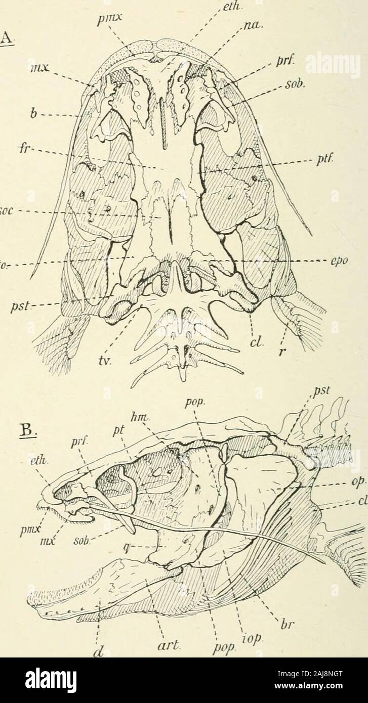 A treatise on zoology . dgenerally the pterygoid, are toothed [252, 274, 286, 290, 332, 410]. The anterior vertebrae are more modified than in the Characinidae.A complex vertebra, behind the small first centrum, is made up of three,four, or even five centra, forming a single mass which may be co-ossifiedwith the first centrum and the basioccipital. The parapophyses are long,especially in front, and those of the fourth, and sometimes also of thefifth vertebra, are immensely enlarged and project outwards to articulatewith the massive post-temporal (Fig. 367). The latter has one limbarticulating Stock Photo