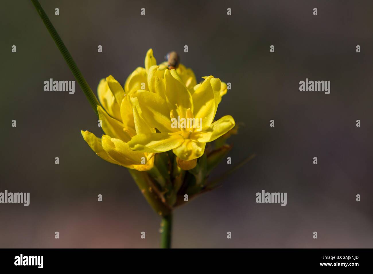 Yellow-star grass flowers in the morning sunlight close up. Stock Photo