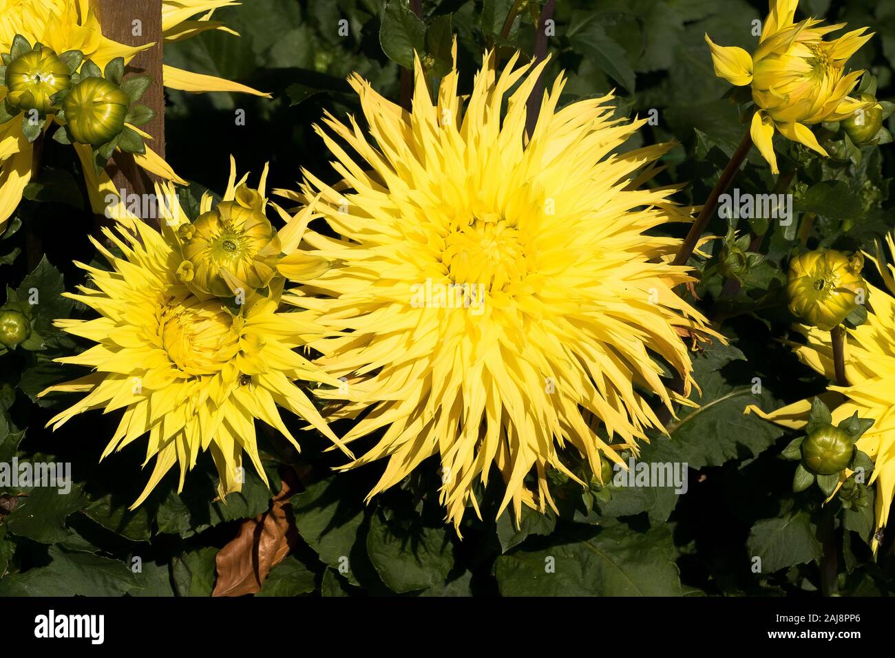 Large yellow blooms on Dahlia Encore flowering in September in UK Stock Photo