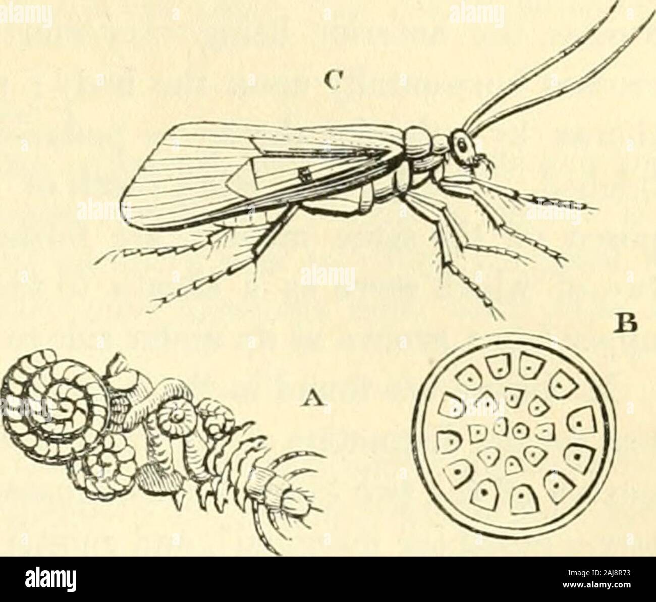 Why Are Moths Attracted To Water