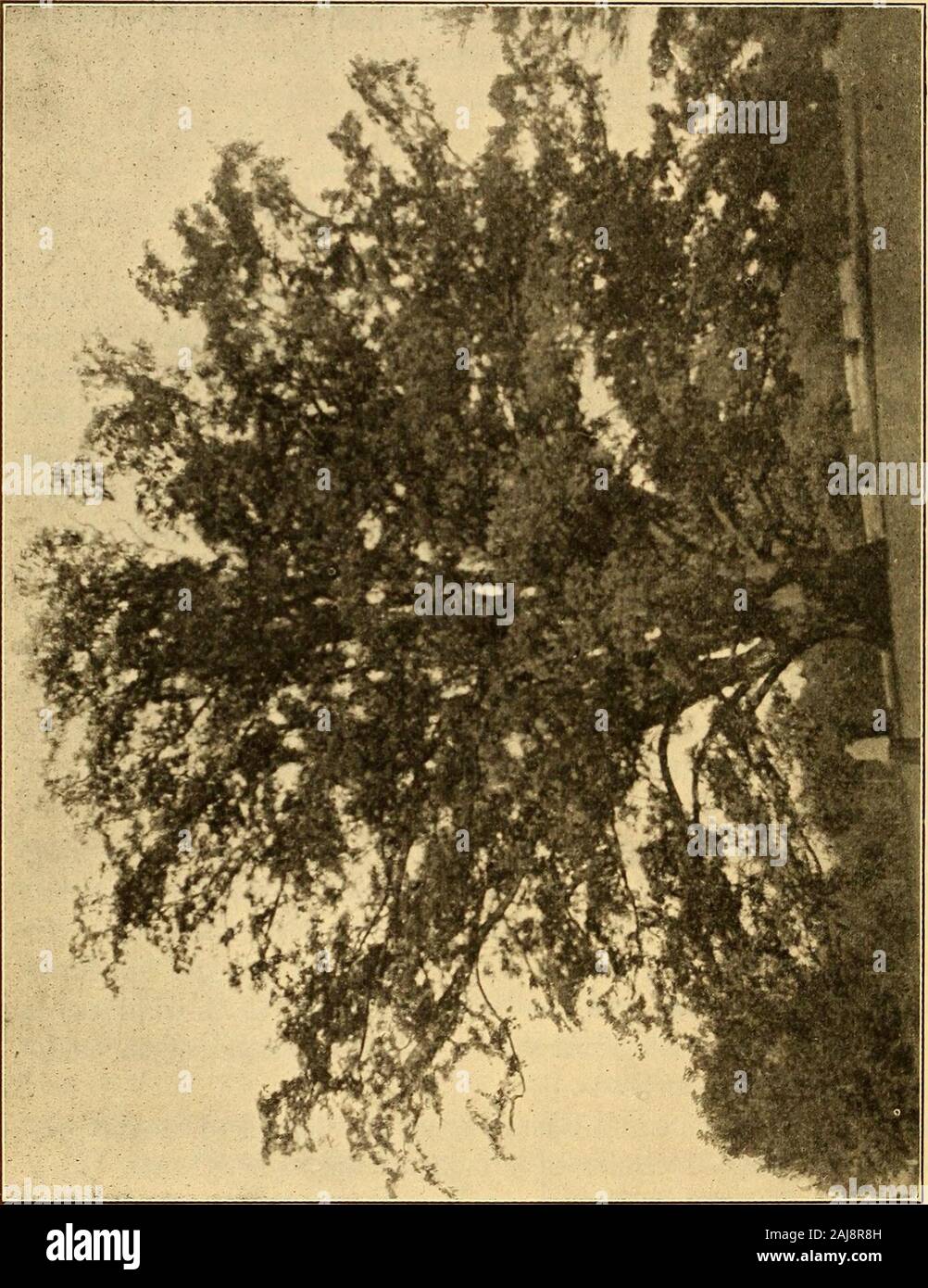 Fagus ferruginea hi-res stock photography and images - Alamy