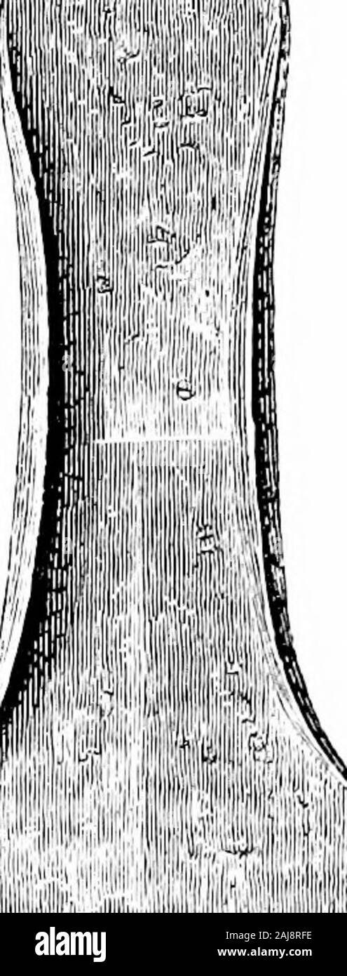 A guide to the antiquities of the bronze age in the Department of British and mediæval antiquities . - Icical. Tliey occur witha palstave and a twisted bronze colhir. the latter having on itwhen found spiral coils of bronze generally known as ring-money(cf. tig. 145). Plain armlets have also been found with them, anda decorated armlet of the usual shape is illustrated (fig. .58). < r ^ % f i. Fig. 50.—Part of ho:ird, Plymstixk, Devon. Eight tores (twisted metal collai-s) from various sites in Dorset areall of the same type, with a cTouble hook for fastening. From Ireland come several da Stock Photo