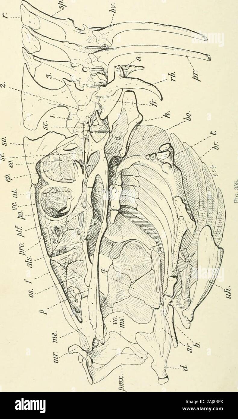 A treatise on zoology . ; Jurassic,Asia. Thrissops, Ag. ; Jurassic and Cretaceous, Europe. Division B. The tail is truly homocercal, with expanded hypurals, or it isgephyrocercal. The ganoine has vanished, and the centra arealways well ossified and amphicoelous, except in degenerate forms.Frequently the hinder region of the dorsal fin is differentiated asan adipose fin (p. 275), in the older families. The scales are of the-cycloid or ctenoid type, or derived therefrom. Group A. Sub-Order CYPRINIFORMES (Ostariophysi). This group is remarkable for the absence of the interorbitalfseptum, which ap Stock Photo