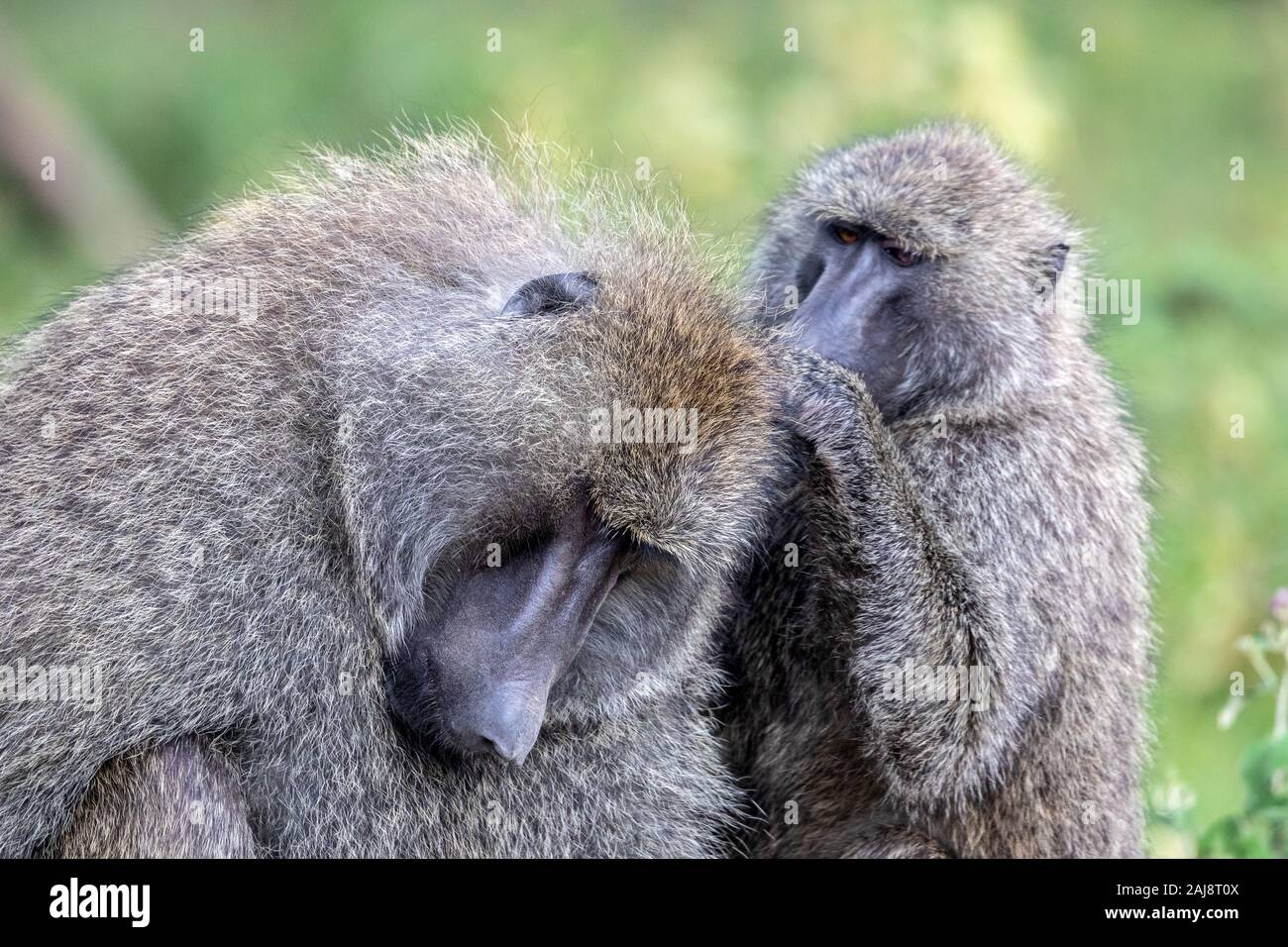 A close-up photo of two Olive Baboons sitting close together showing grooming behavior with a natural background in a game reserve in Kenya. Stock Photo