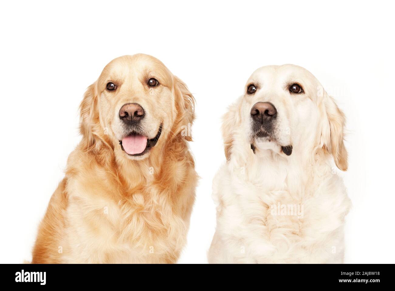 Long Haired Golden Retriever Cut Out Stock Images Pictures Alamy