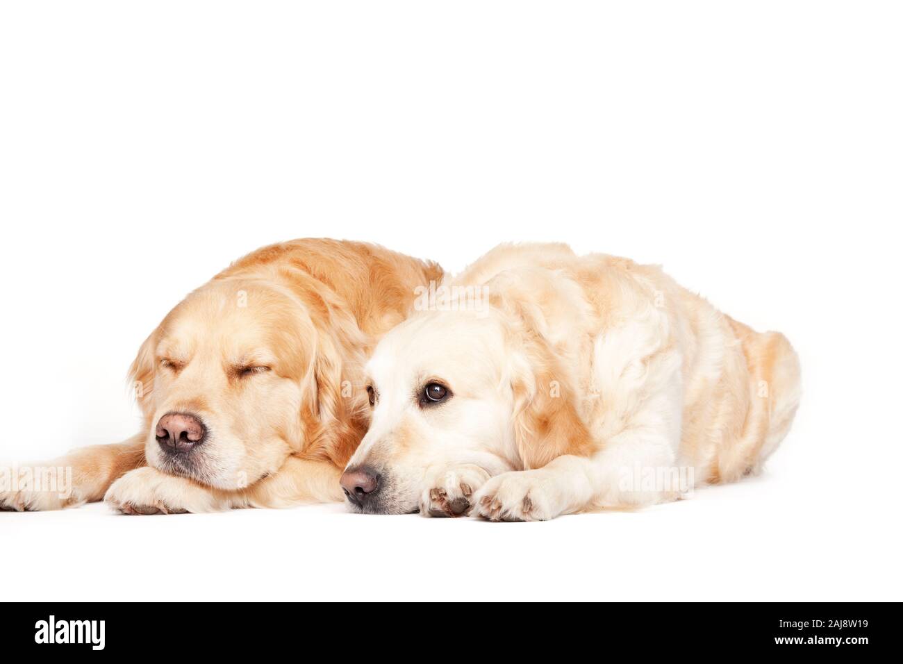 Long Haired Golden Retriever Cut Out Stock Images Pictures Alamy