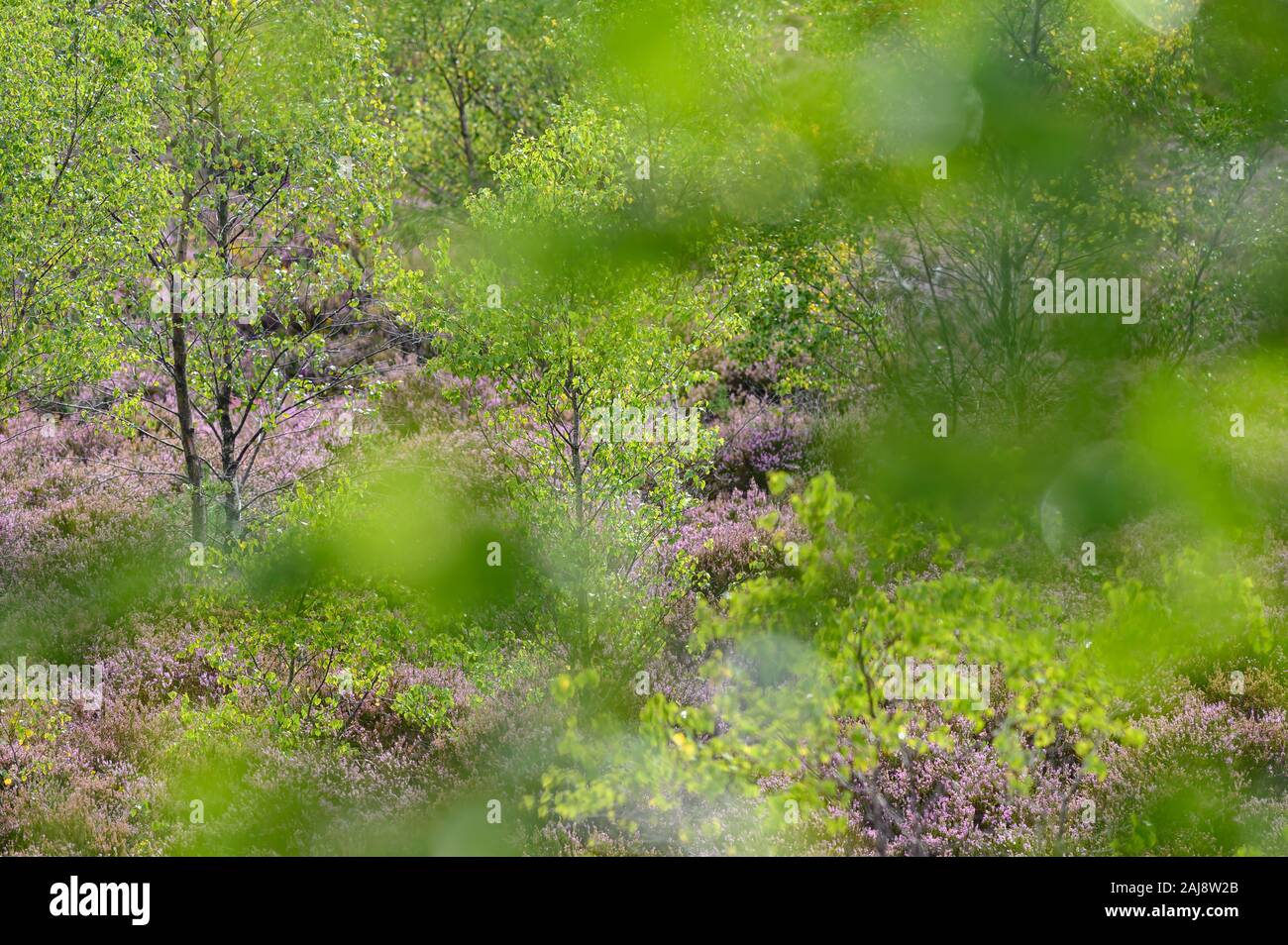 Thursley National Nature Reserve, SSSI, Surrey Stock Photo