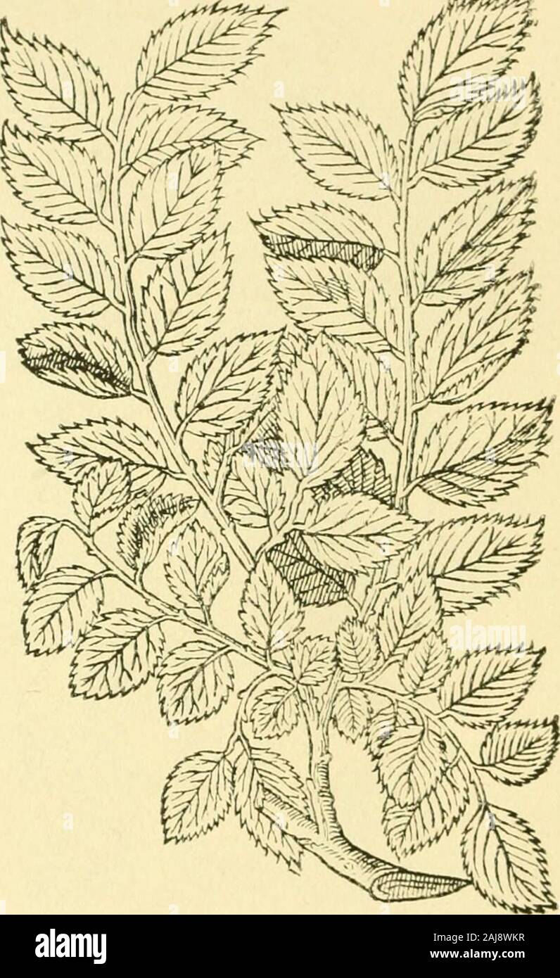 Early British botanists and their gardens, based on unpublished writings of Goodyer, Tradescant, and others . The Wych Elm.^ peele from the wood of the boughes from the one end to theother, a dozen foot in length or more, without breaking, whereofare often made cords or ropes: the timber hereof is in colourneere like the first; it is nothing so firme or strong for naves ofCarts as the first is, but will more easily cleave; this timber is alsocovered with a white sappe next the barke: the branches or young ^ Ger. emac. 14S1. 3 ; copied in Parkinson, 1404.2. (Stokesedit, of Withering, 1787.) 42 Stock Photo