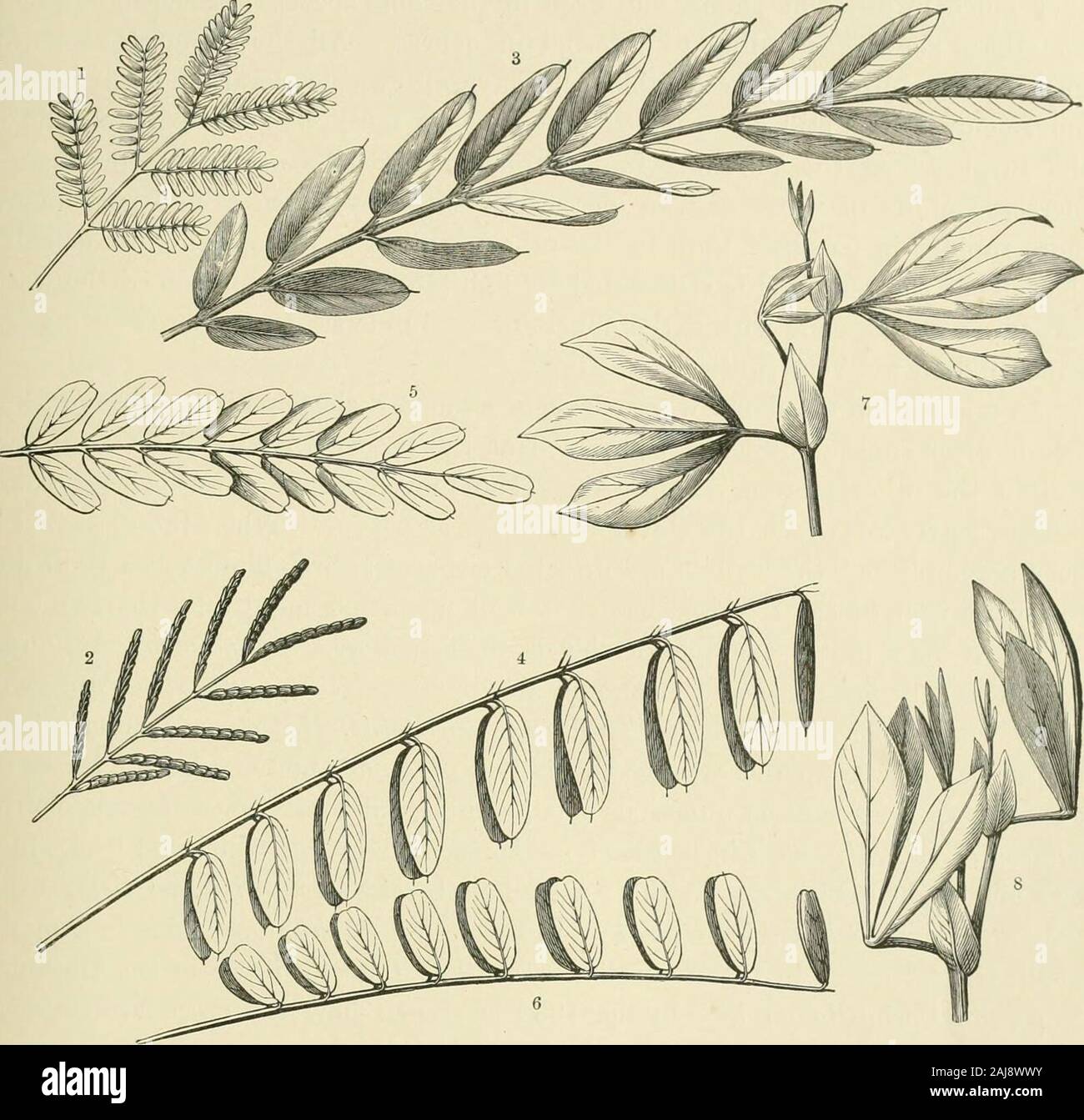The natural history of plants, their forms, growth, reproduction, and distribution; . Fig. 133.—Alteration of Position of Leaflets in Compound Leaves. I Leaf of 3Hmosa Lindheimeri, seen from above, in day position. 2 The same in night position, s Leaf of Amorpha fruticosain day position. * The same in niglit position. 6 Leaf of Coronilla varia in day position. « The same in night position.7 Leaf of Tetragonolobus siliquosus in day position. « The same in night position. midrib is formed by the continuation of the bent bundle-strand, is inclined overin the direction of the concave half of the p Stock Photo