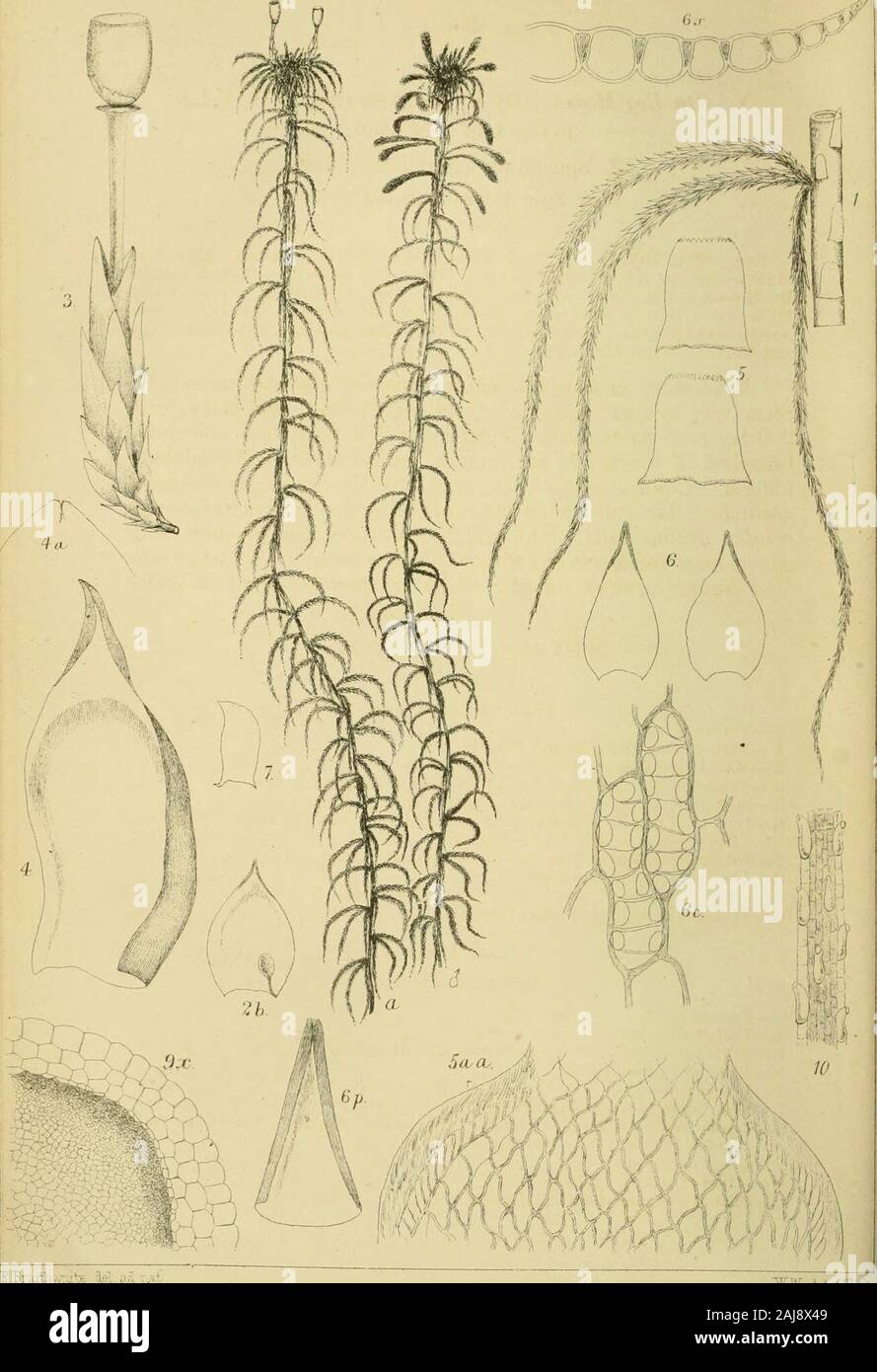 Sphagnum fimbriatum