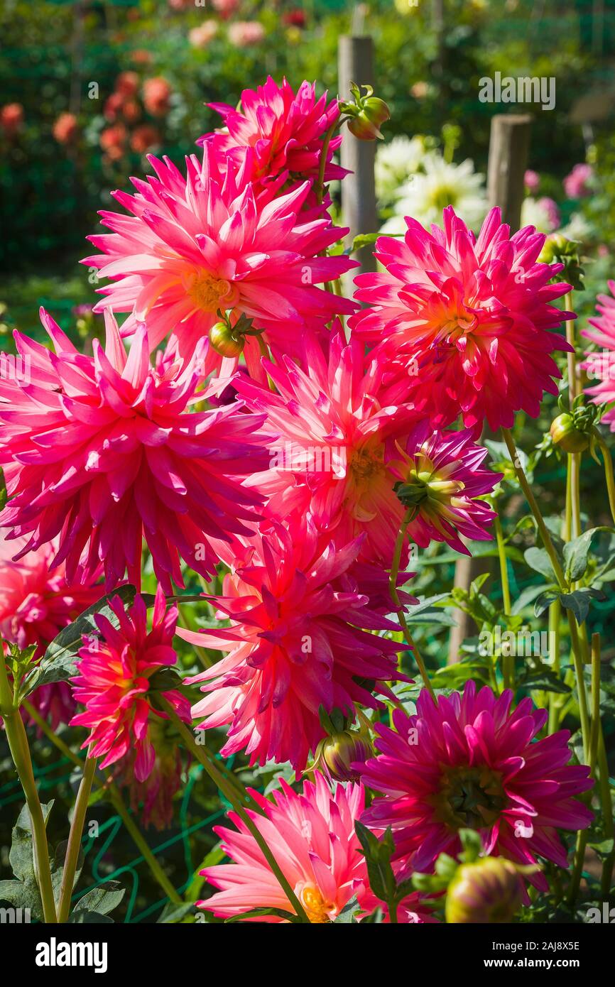 Bright red blooms of Dahlia Kenora Wow in UK Stock Photo