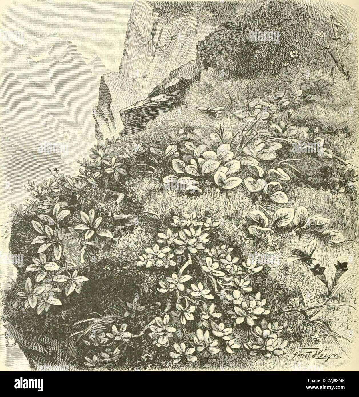 The natural history of plants, their forms, growth, reproduction, and distribution; . everal metres high above the ground on thebanks of streams. It must also be remembered that the woody growths close tothe ground in high Alpine regions are very often established on steep places, wherethe snow could not easily lie, could in no instance be deeply piled up, and could notexert a pressure on the stems and branches. The delicate Thyme-leaved Willow{Salix serpyllifolia) nestles with an especial predilection to the surfaces of rocks,and covers them with an actual carpet, and the Buckthorn (Rhavmus p Stock Photo