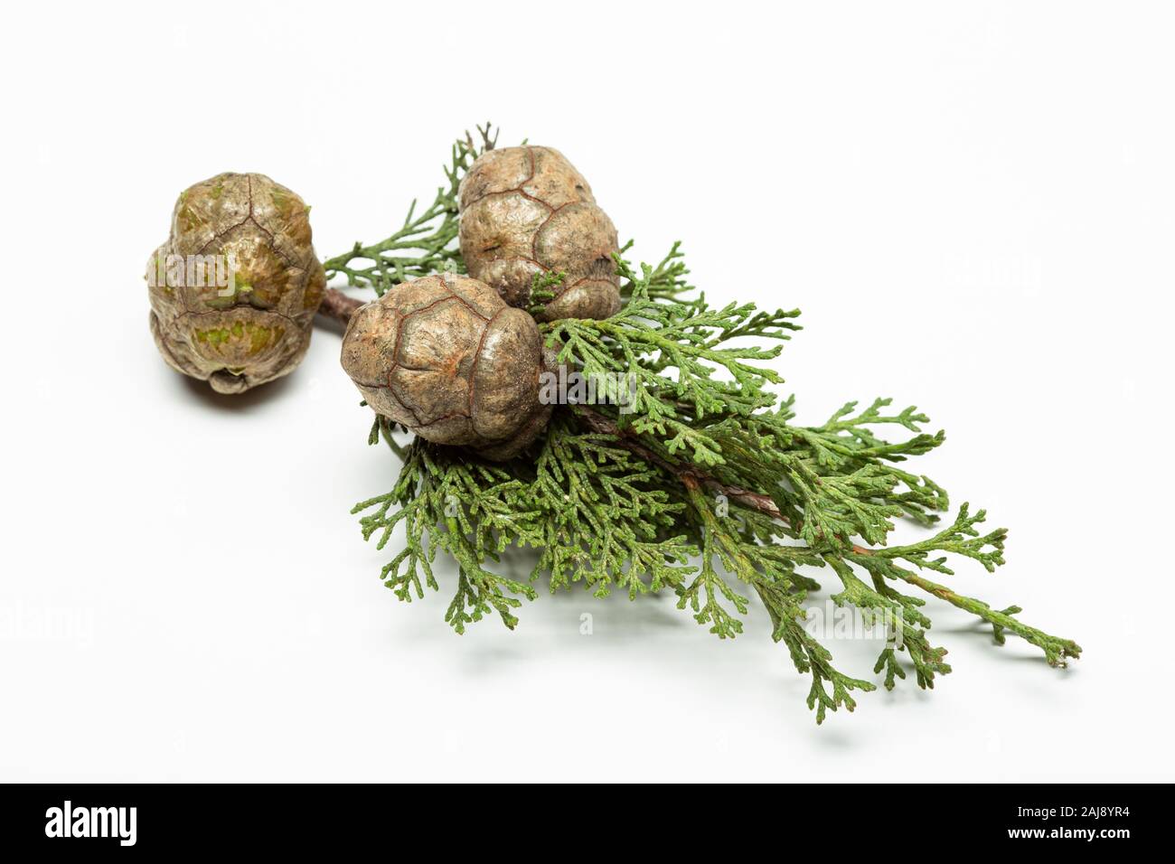 Fresh cypress branch with cones isolated on white background. Cupressaceae Stock Photo