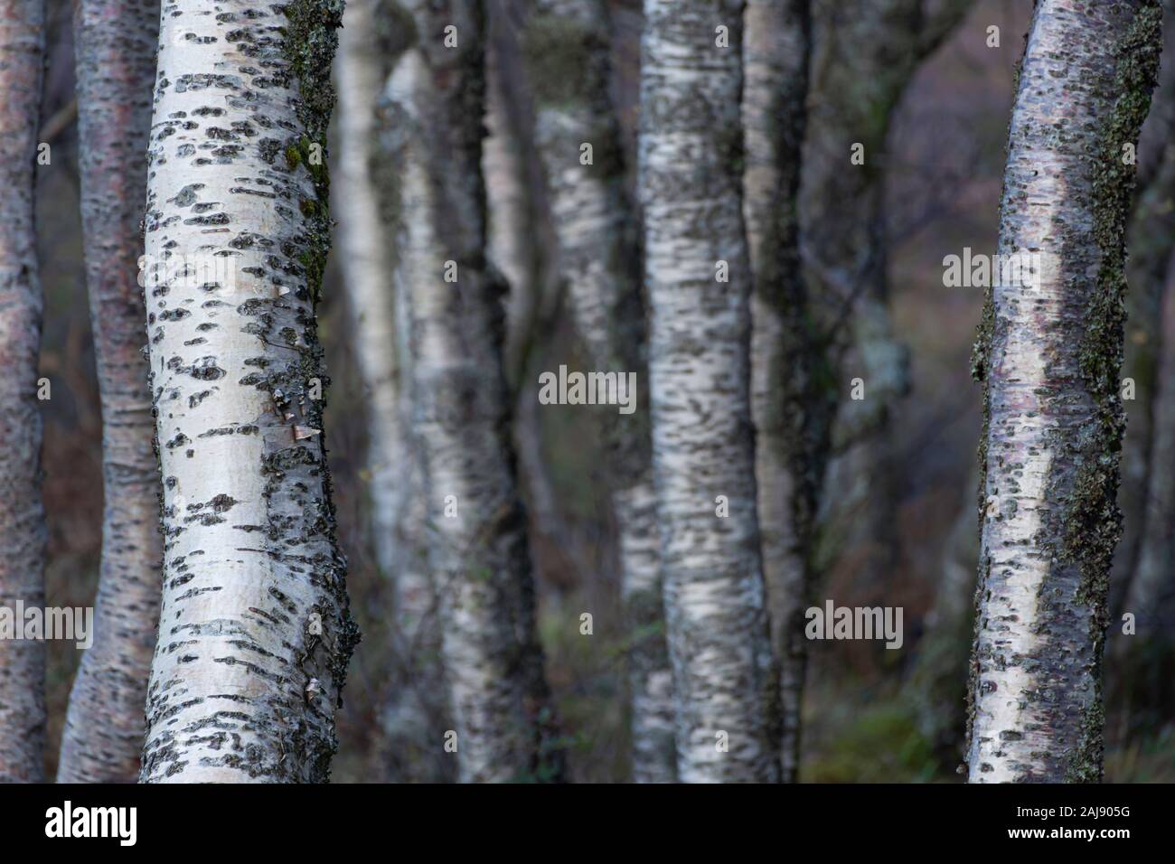 Wonky Tree High Resolution Stock Photography and Images - Alamy