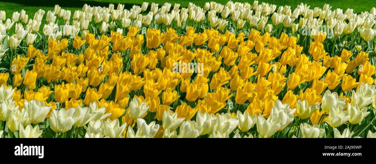 Blooming Colorful Tulips in Spring Garden Close Up View. Yellow and White Fresh Tulip Flowers Arranged in Flower Bed. Nature Background of Tulips on S Stock Photo