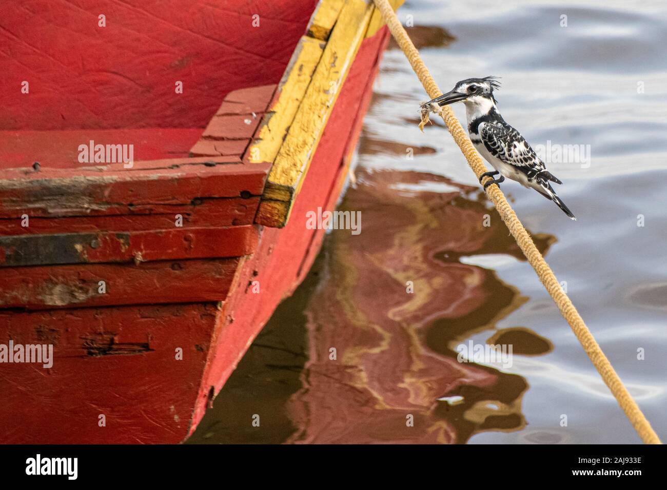 Kingfishers on a line hires stock photography and images Alamy