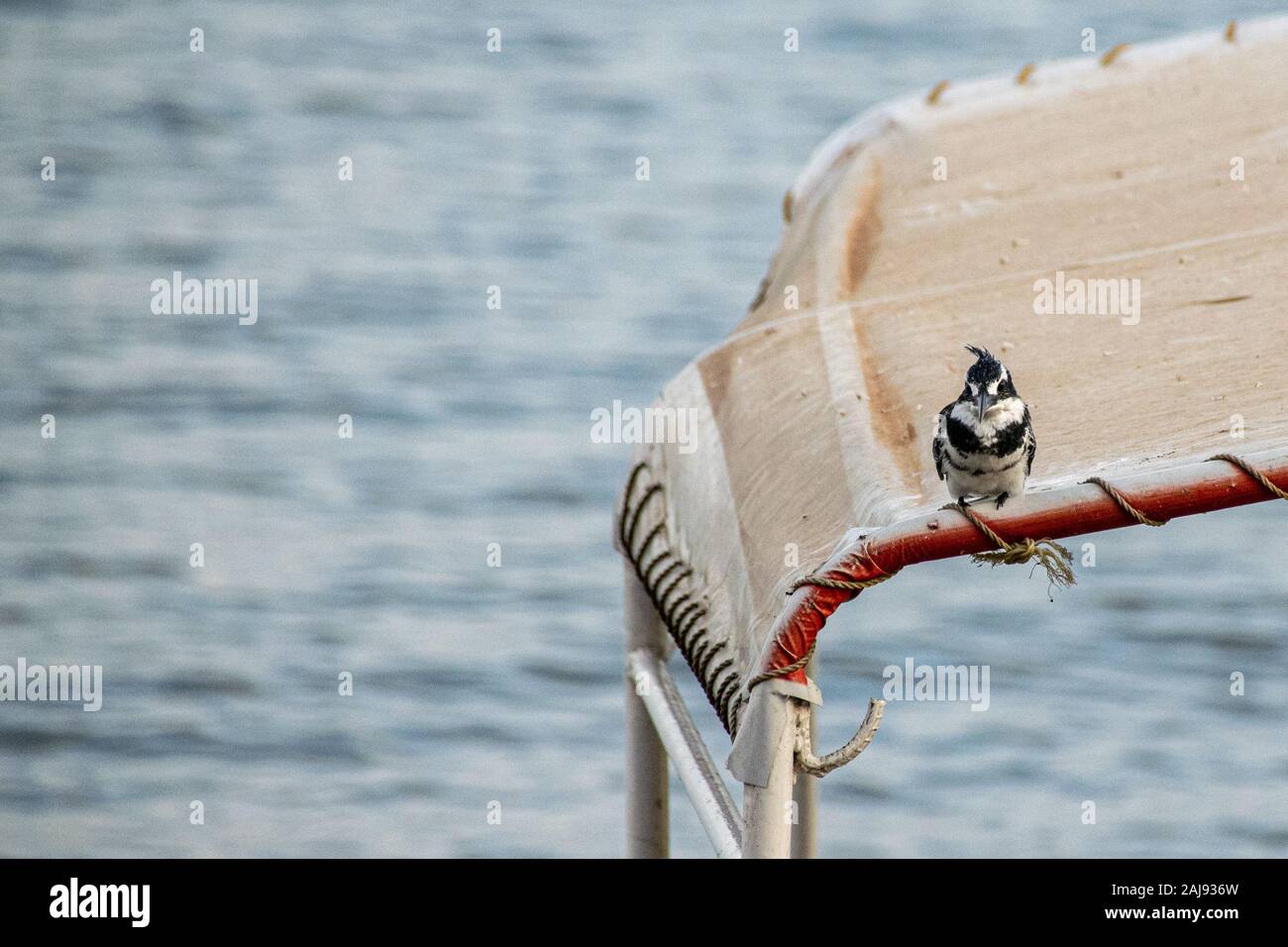 Kingfishers on a line hires stock photography and images Alamy