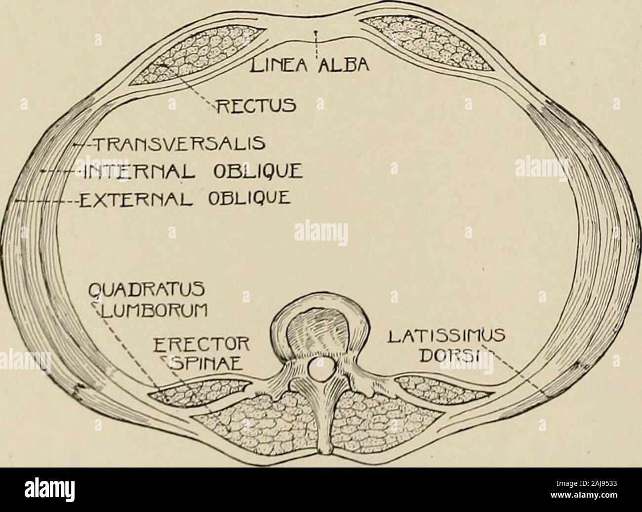 Surgical treatment; a practical treatise on the therapy of surgical diseases for the use of practitioners and students of surgery . Fig. 1176.—Diagram of Transverse Section of Anterior Abdominal Wall below the Fold of Douglas.. Fig. 1177.—Diagram of Transverse Section of Wall of Abdomen in Midlumbar Region. lumborum and between the internal oblique and transversalis. Its anterior branch pene-trates the rectus and supplies the skin of the suprapubic region. The iliohypogastric branch of the first lumbar runs along the crest of the ilium, piercesthe transversalis, and divides between the transve Stock Photo