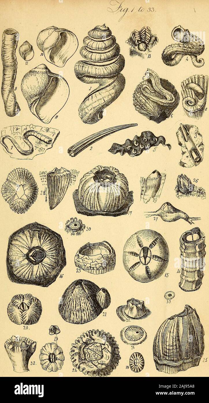 A conchological manual . a, Crania.. Sphaji-ulites, Hippurites, Radiolites, Birostrites, Calceok.. Anomia, Placuna, Ostrfea, Grypha;.. Spondylus, Plicatula, Hinnites, Pecten, Pedum, Lima. 5 Vulsella, Malleus, Avicula, Perna, Crenatula. i Inoceramus, Catillus, Pulvinites, Gervillia.. Pinna, Mytilus., Area, Pectunculus, Nucula.. Anodon, Unio, Cardita.. Cbama, Diceras, Etheria, Tridacna, Hippopus, Isocardium, Trigonia. / Cardium, Donax, Tellina, Lucina, Cyclas. ) Cyprina, Mactra, Erycina, Crassatella.^ Venerirupis, Venus, Coralliophtiga. (. Clotlio, Corbula, Spbeenia, Ungulina. ! Pandora, Anatina Stock Photo