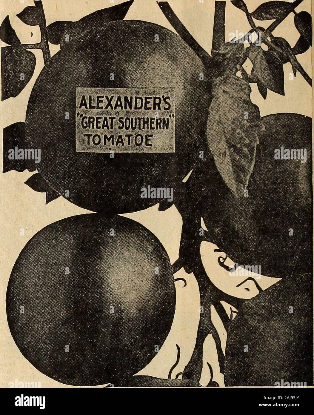 Spring catalog of Alexander's good seeds : the best that grow selected for the south . d we noticed in severalgardens where other varietiesdied of the wilt, and were com-plete failures, that practicallyall of this variety held up andmade a fair crop. We then gavespecial attention to this feature,and are pleased to say that it isnow exceedingly resistant to theblight or wilt, especially so onsandy soils. One tomato growerfor market said of this varietythat the seed of it had provenworth twenty dollars a pound,or even more, as compared withother seed he had bought else-where. You will certainly Stock Photo