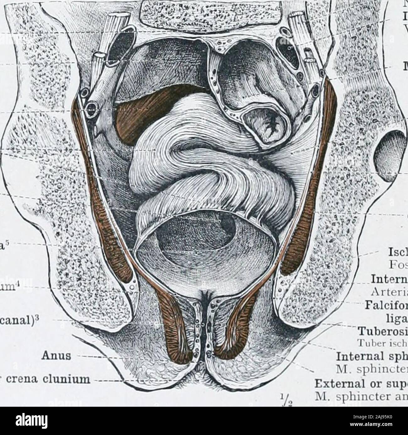 Cross section of the rectum and anal canal. 3d render Stock Illustration