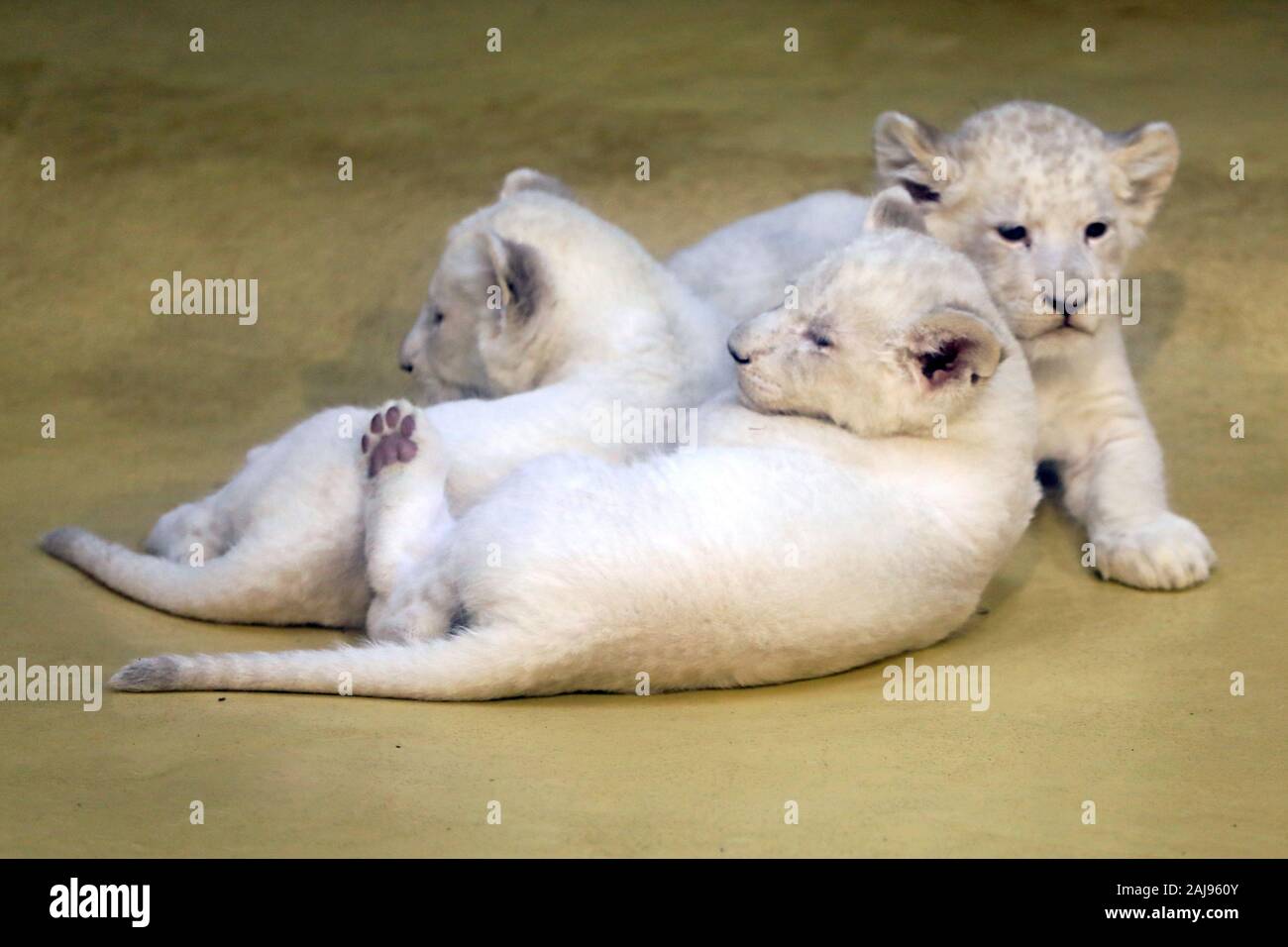 Magdeburg, Germany. 03rd Jan, 2020. Three white baby lions play in the zoo  in Magdeburg. The lioness 