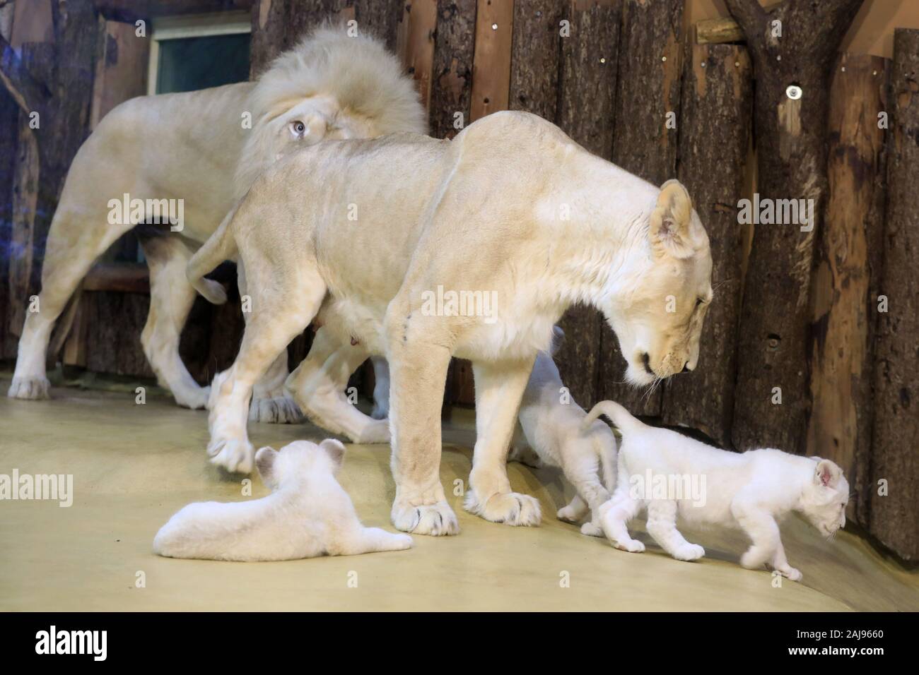 Baby animals and father and lion hi-res stock photography and images ...
