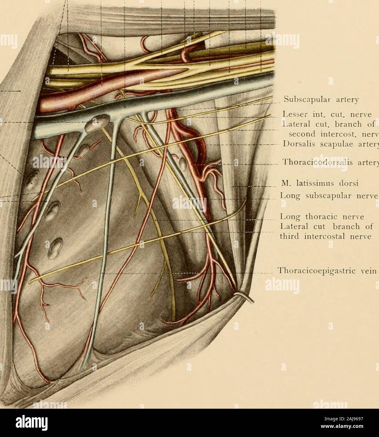 Atlas and text-book of topographic and applied anatomy . l. The subscapular artery divides into two chiefbranches, the dorsalis scapulae and the thoracicodorsalis [the continuation of the subscapular].The dorsalis scapula: runs over the external border of the scapula to the dorsal surface of this bone,supplies the surrounding muscles, and anastomoses freely with the suprascapular branch of thesubclavian. This is the main path for the collateral circulation when the blood-current in theaxillary artery is interfered with or when this vessel is ligated. The thoracicodorsalis is the largestvessel Stock Photo