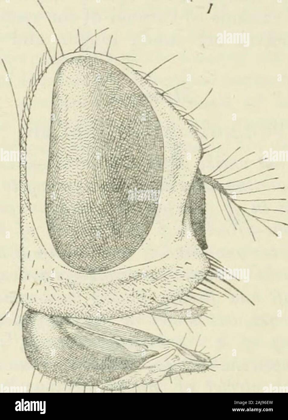 The annals and magazine of natural history : zoology, botany, and geology . e extremityof the proboscis has a pointed appearance ; the fleshy portion,like the bulb, bears fine hairs; when retlexed, the fleshyportion ends in the lamella, which therefore come to liebetween the pointed tip of the proboscis and the roundedba^e of the bulb, and, when the proboscis in this condition is * (pCXaiuaroS) foud of blood, blood-thirstv; fivla, a fly. 2C6 Mr. E. E. Austen on new seen in profile, look like a fleshy pad lying on the under sideof the bulb just beyond the middle ; when the proboscis is inuse th Stock Photo