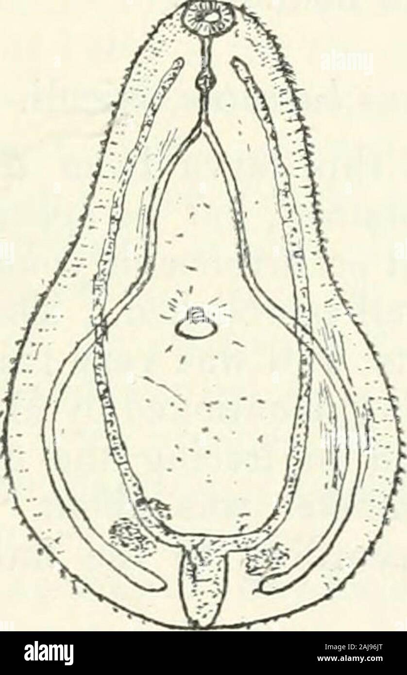 Page 2 Trematodes High Resolution Stock Photography And Images Alamy