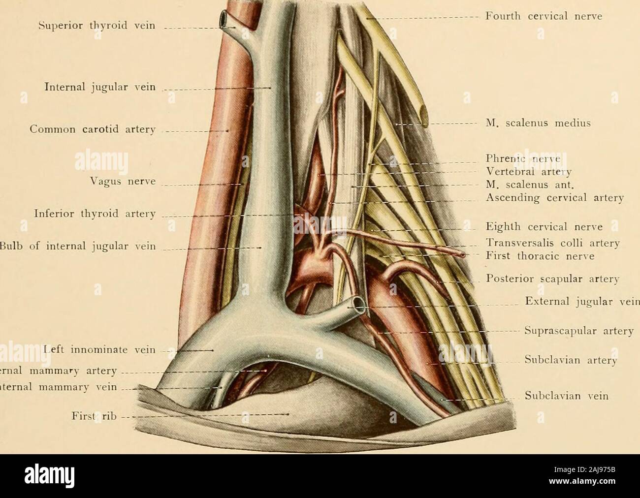 Atlas and text-book of topographic and applied anatomy . muscle. (d) The suprascapular, which is frequently an independent branch of the subclavian artery.This vessel runs slightly downward to the upper margin of the scapula and is concealed beneaththe clavicle; it passes over the transverse ligament of the scapula to reach the supraspinous fossaand then skirts the neck of the bone and enters the infraspinous fossa. It supplies the supra-spinatus and infraspinatus muscles and anastomoses with the subscapular branch of the axillaryartery (see page 74 and Fig. 30). 4. The coslocervical axis, a s Stock Photo