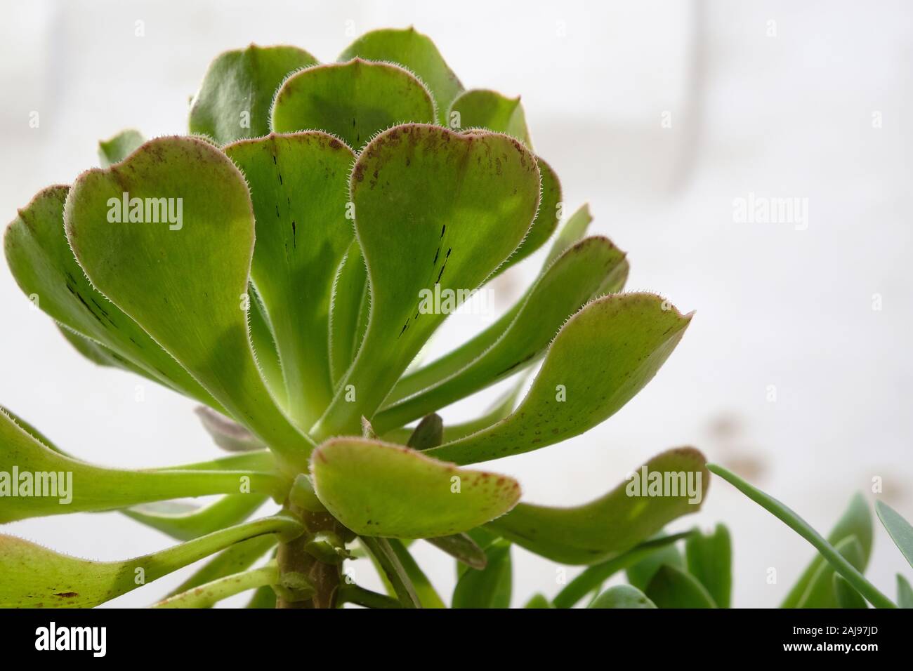 Potted Succulent Plant with fleshy leaves Stock Photo